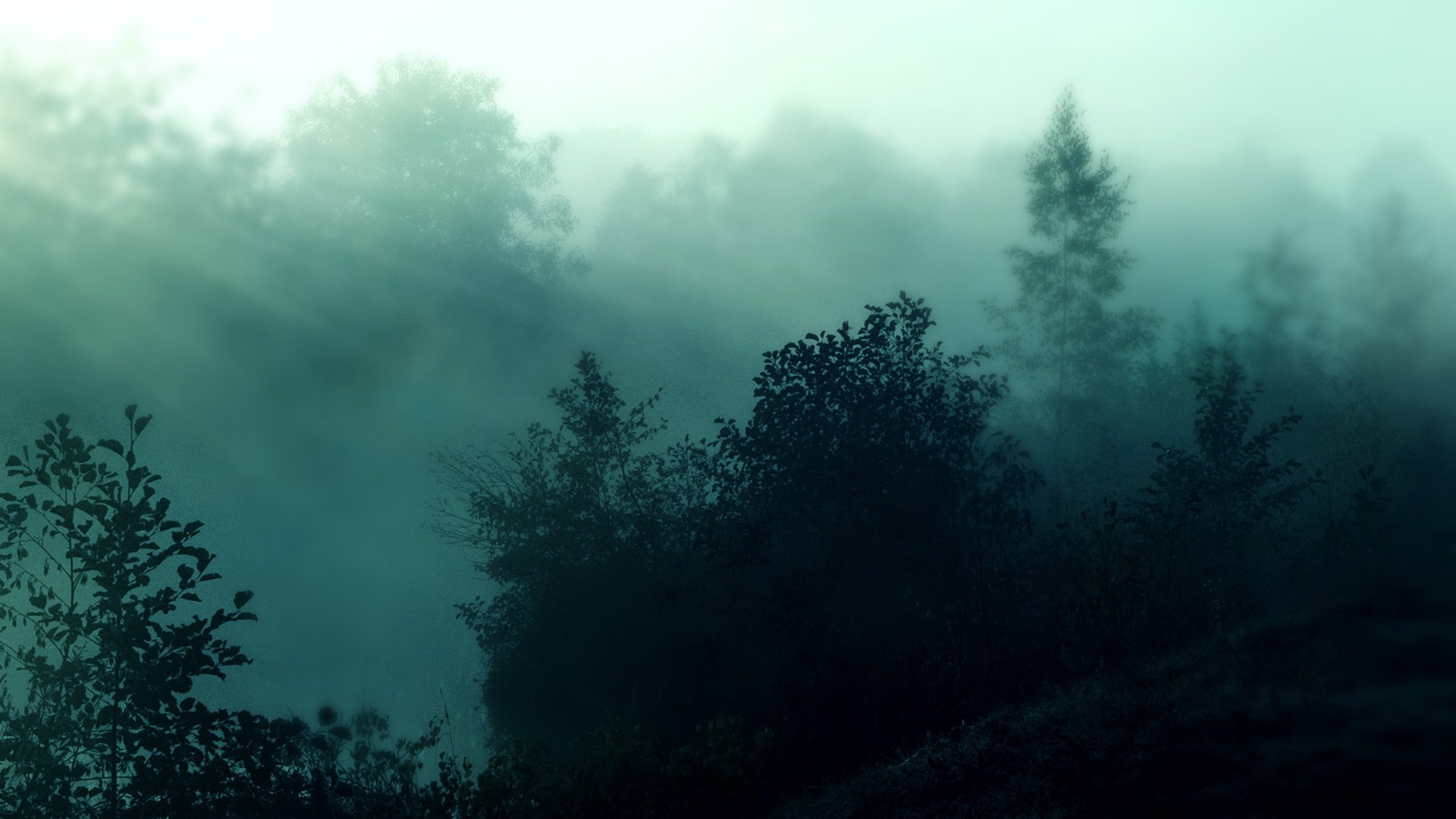 Foggy Forest Wallpaper HD