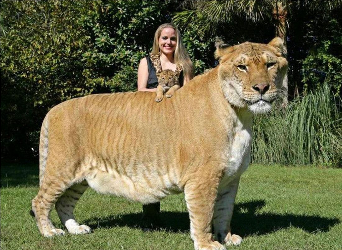 Liger Wallpaper Is A Hybrid Cross Between Male Lion And Tigress