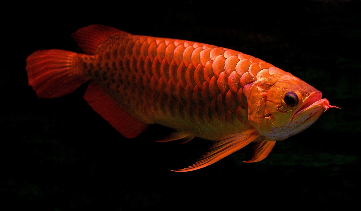 Con cá Arowana đỏ sẽ khiến bạn say mê bởi bộ lông đẹp khó tả với chiếc vây hoành tráng. Hãy xem hình ảnh để thấy được sự huyền bí và độc đáo của nó, như một quý tộc xứng tầm.