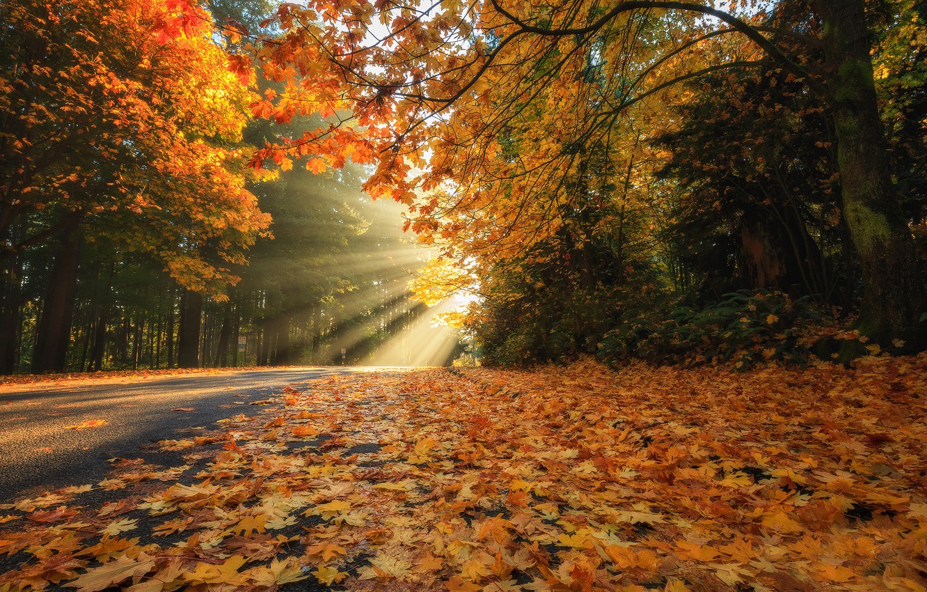 Wallpaper Road Autumn Forest Leaves Rays Trees Foliage
