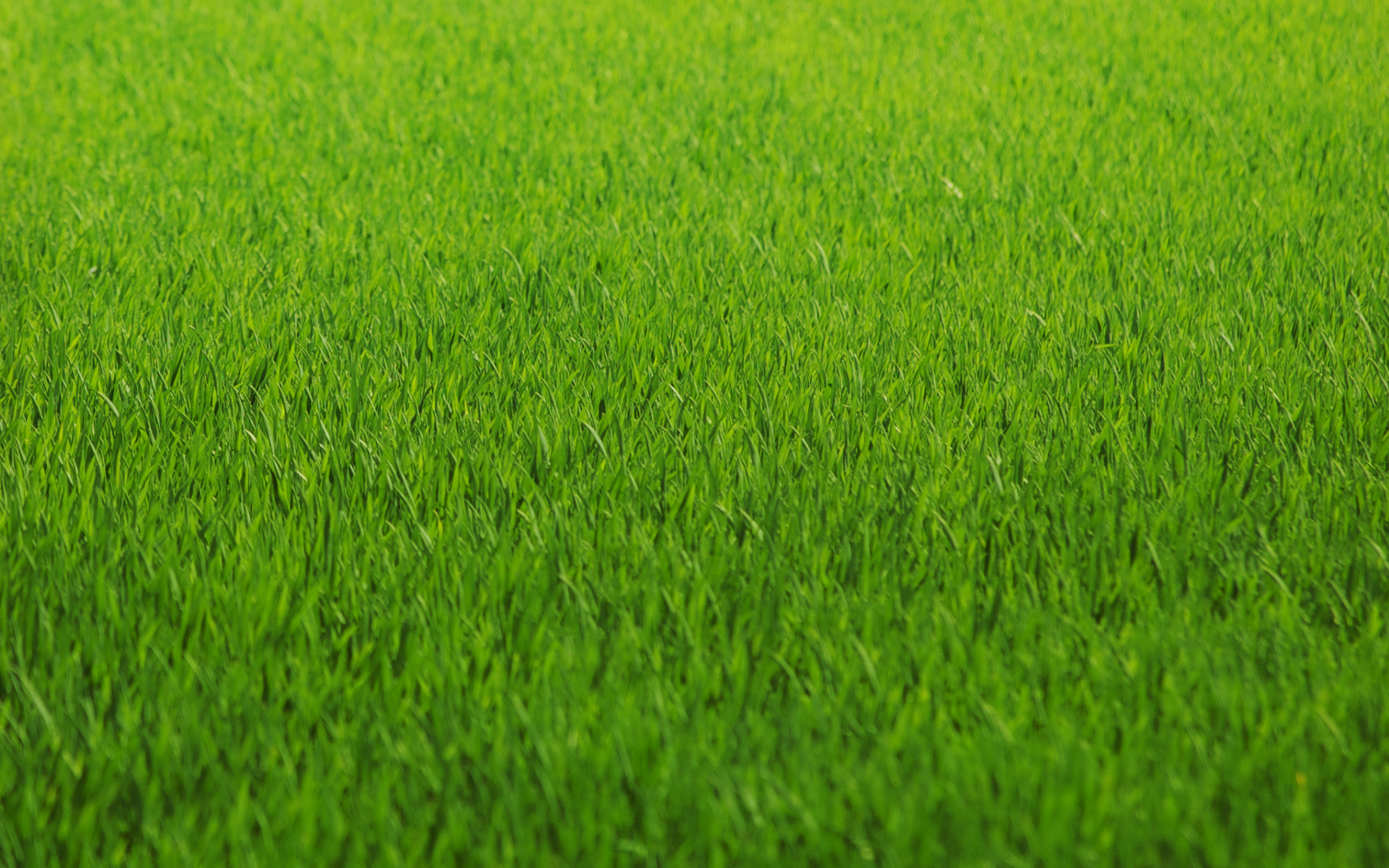 Green Grass Background Texture Photo
