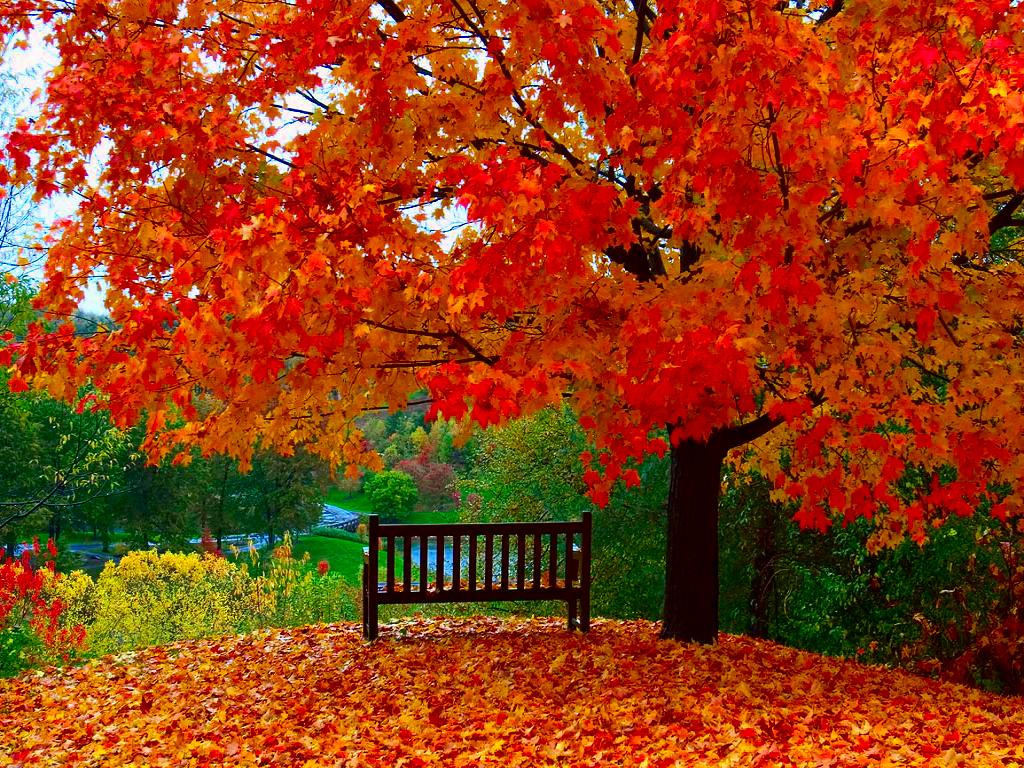 Right Now The Image Garden Amazing HD Wallpaper Of Autumn
