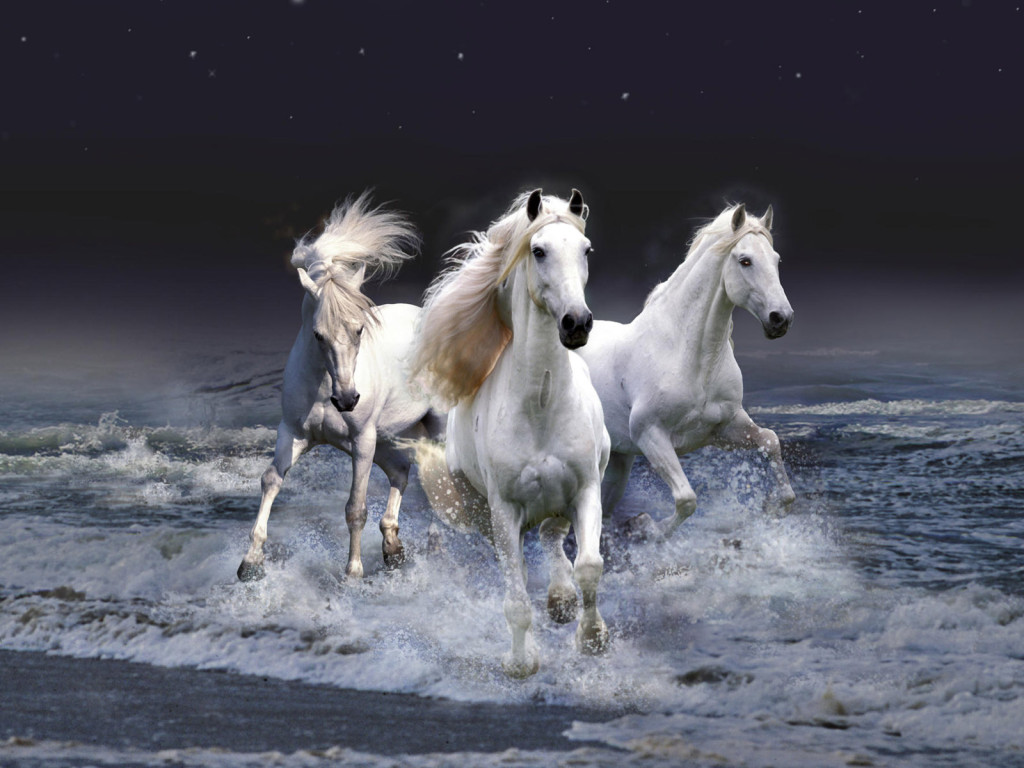 White Horse Wallpaper For Desktop