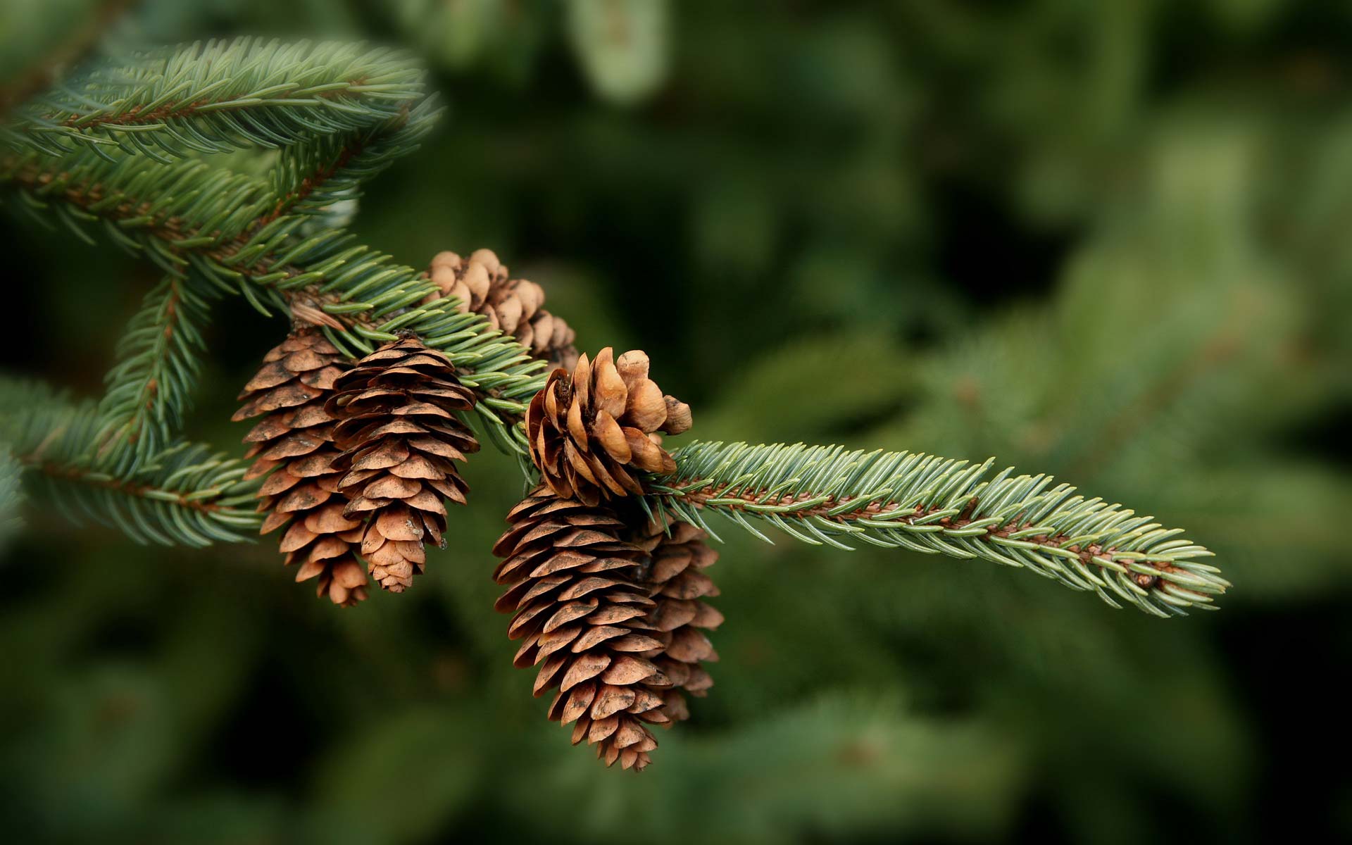  708kb wallpapers photography beautiful pinecone wallpaper 466 x 525