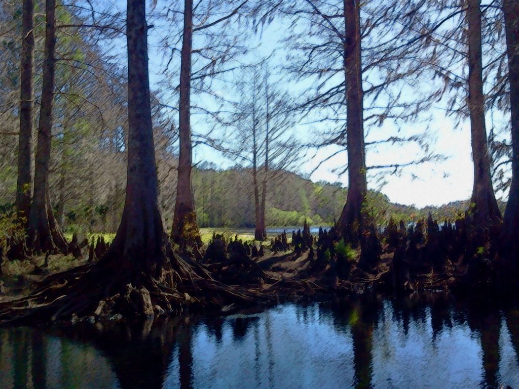 Wetland Swamp Background By Kageitachi