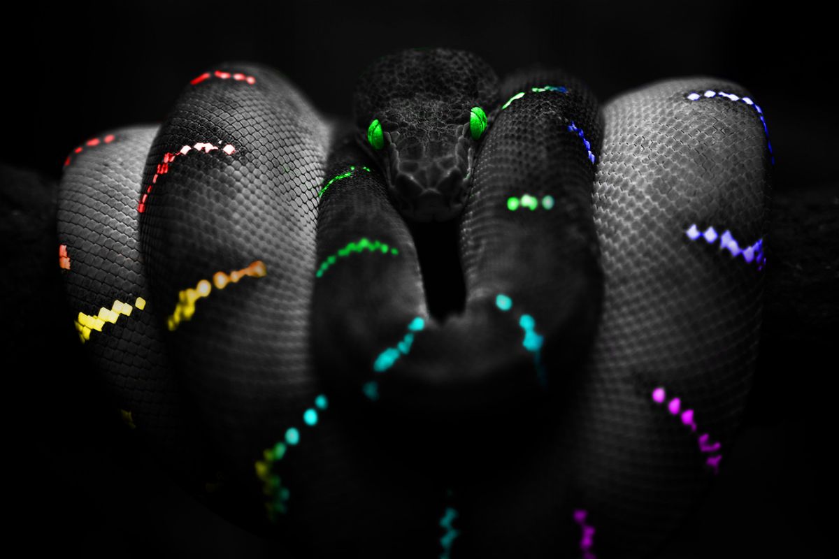 Neon Snake Wallpaper For Your Desktop