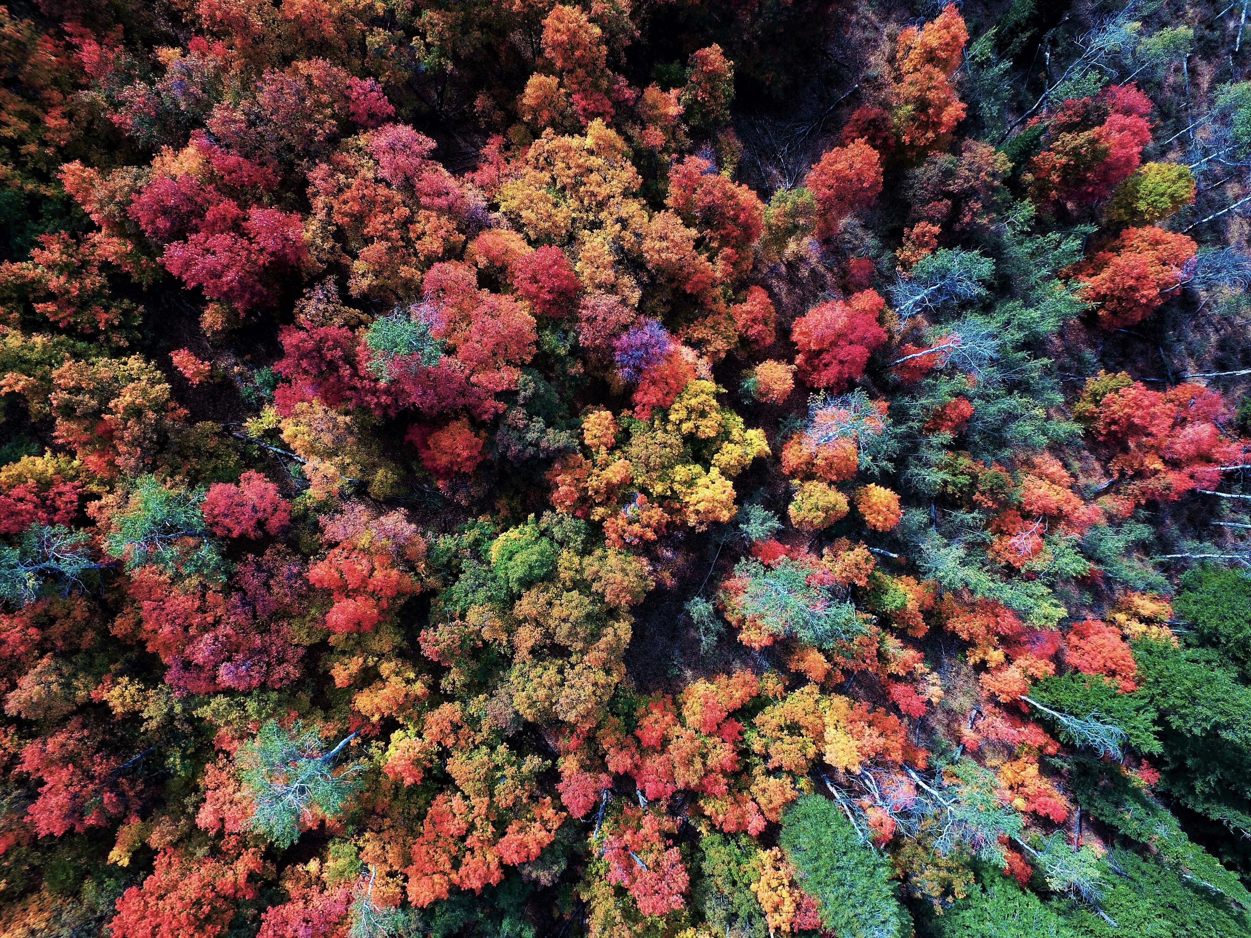 Aerial View of Autumn Forest by Layne Lawson
