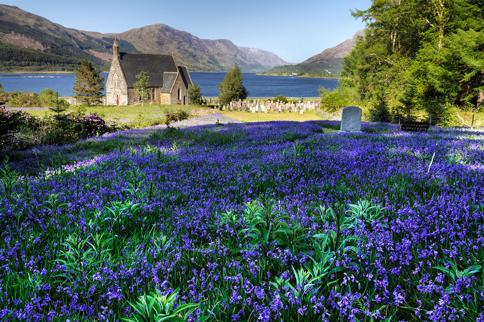 Bluebells in Scotland