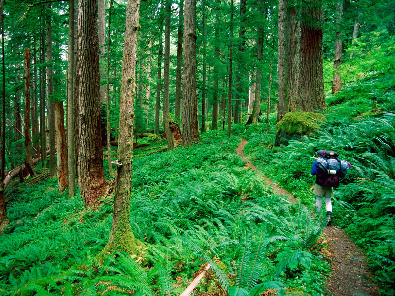 Hoh Rainforest Hike Olympic National Park Washington Other