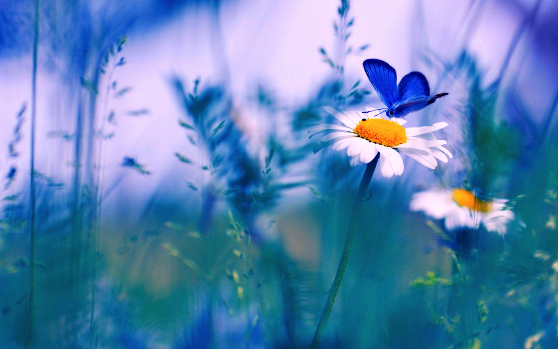 Spring Butterfly HD Desktop Background Wallpapers Attachment 7759   HD