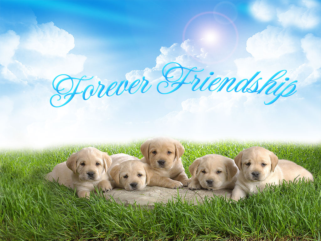 Five adorable Labrador puppies symbolize the enduring power of friendship against a backdrop of a sunny sky. Forever Friendship