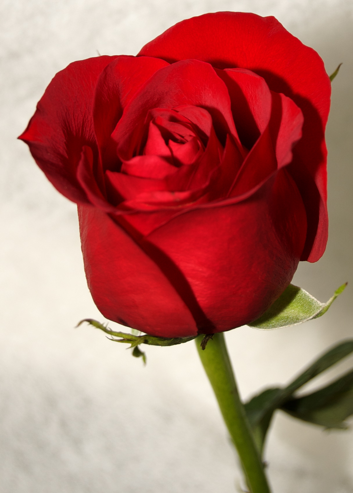Pretty Red Rose Wallpaper Photos Of Beautiful HD