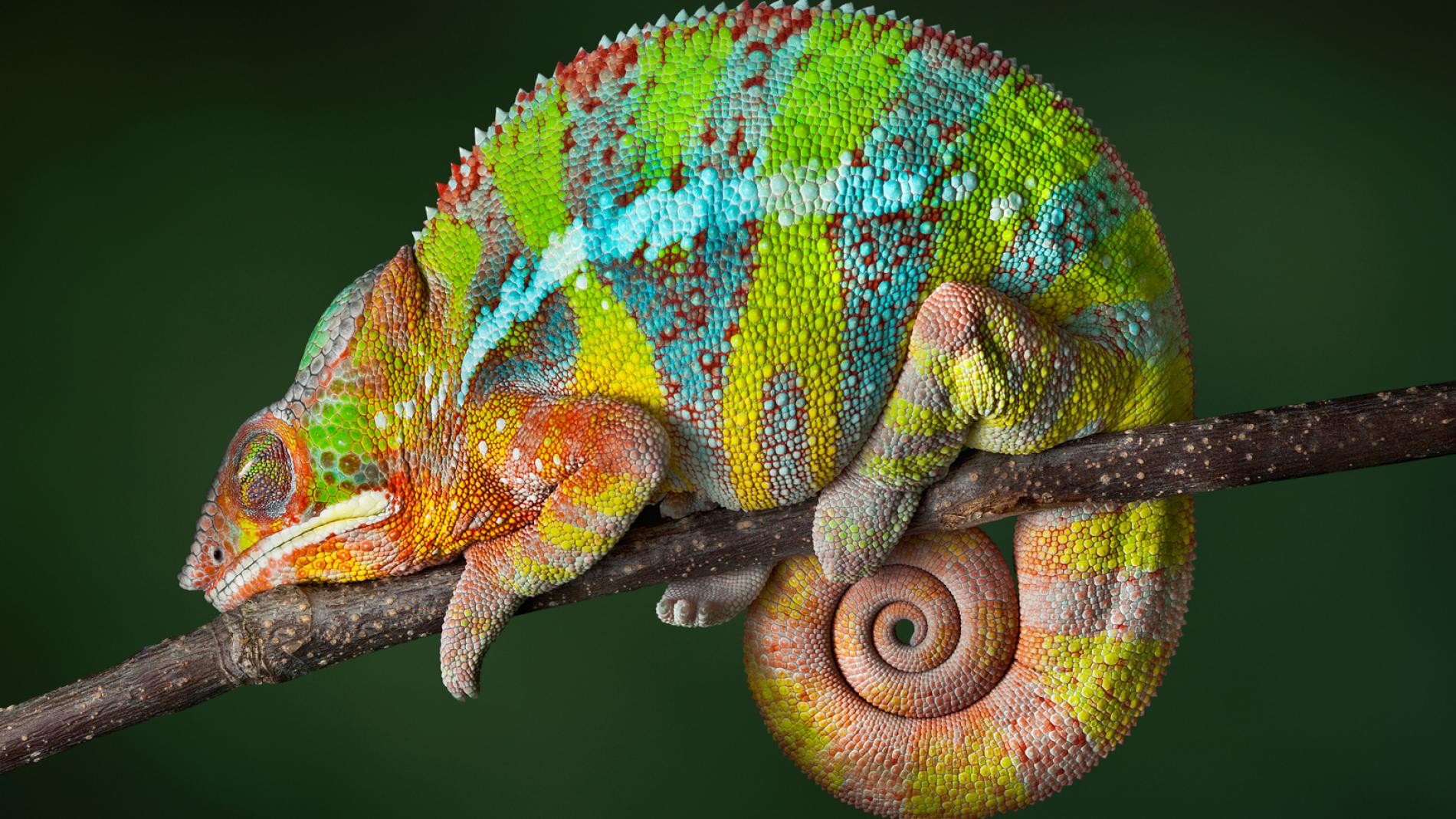 Amphibians A Chameleon Wallpaper