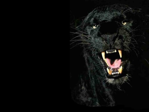 Black Panther Screensaver Screensavers