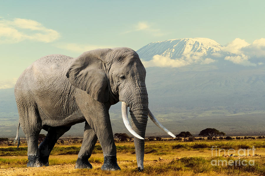 Elephant On Kilimajaro Mount Background Photograph by