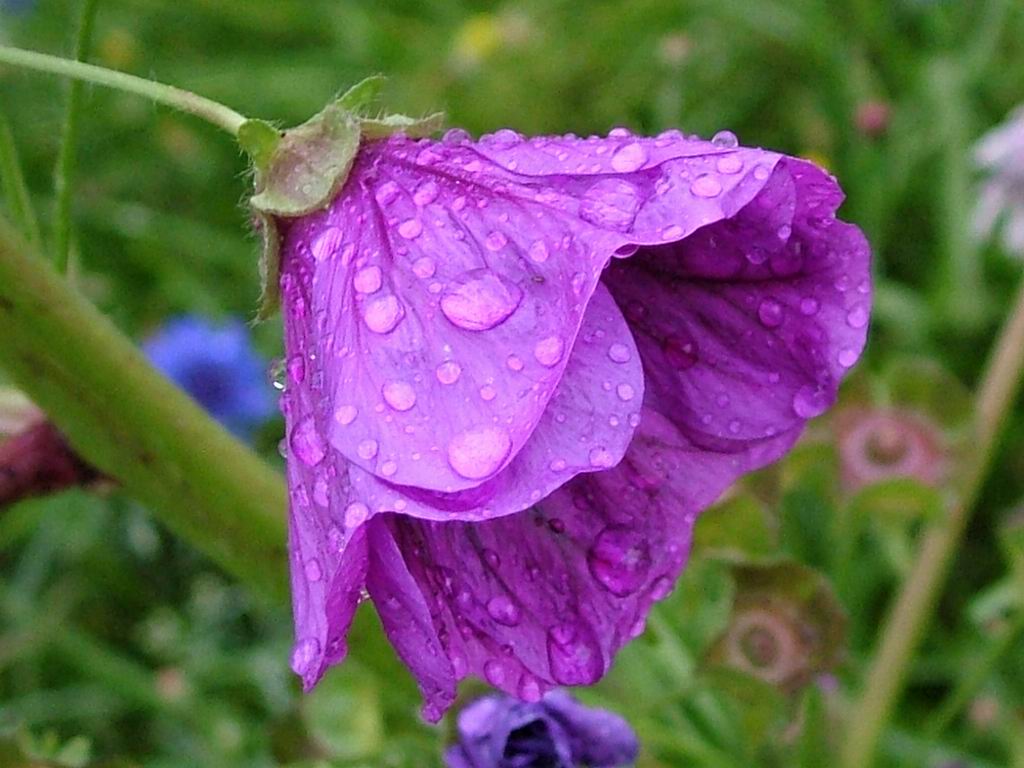 Wet Flowers After Rain Screensaver And Wallpaper Manager