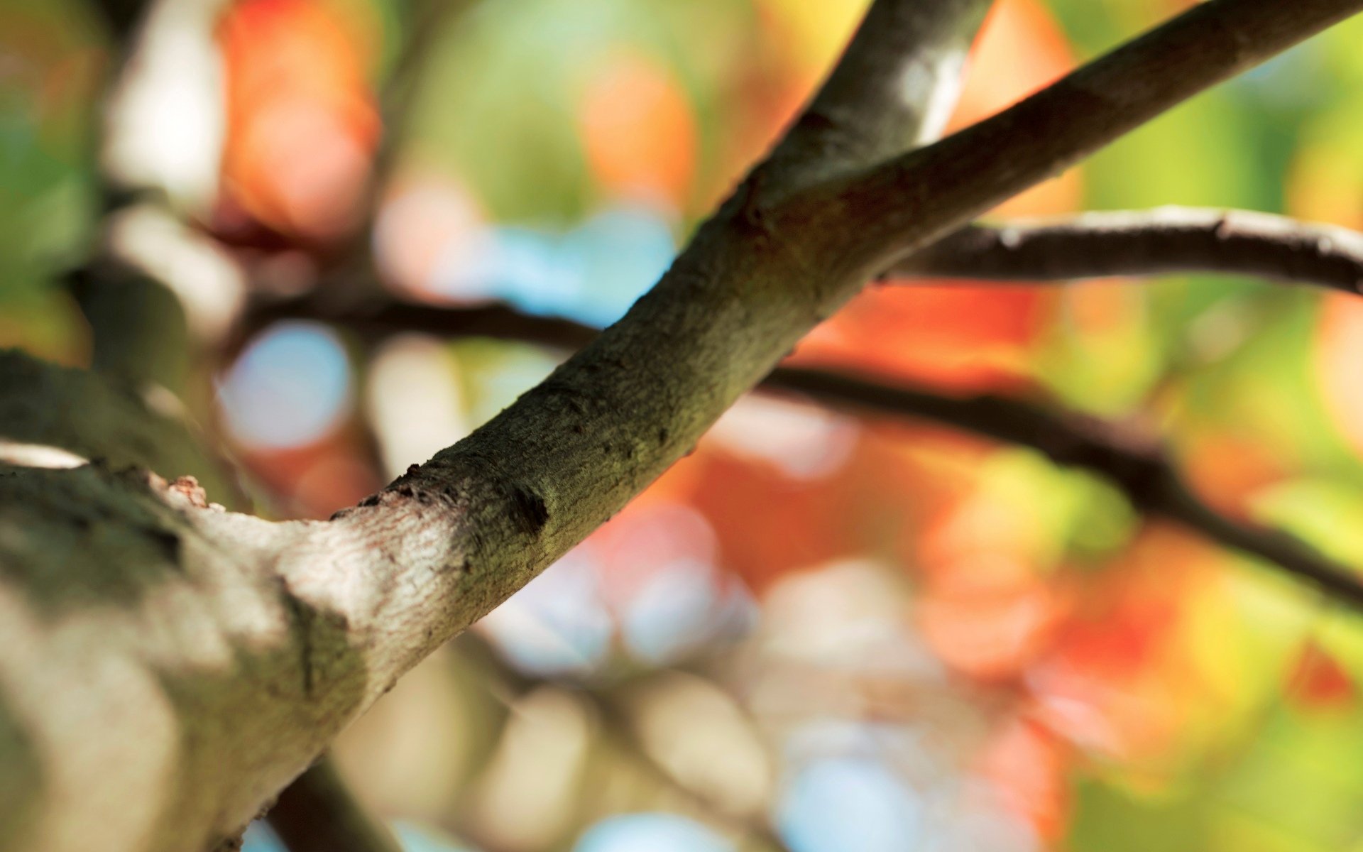 Close Up Tree Branch Bokeh Blur Macro Background Wallpaper