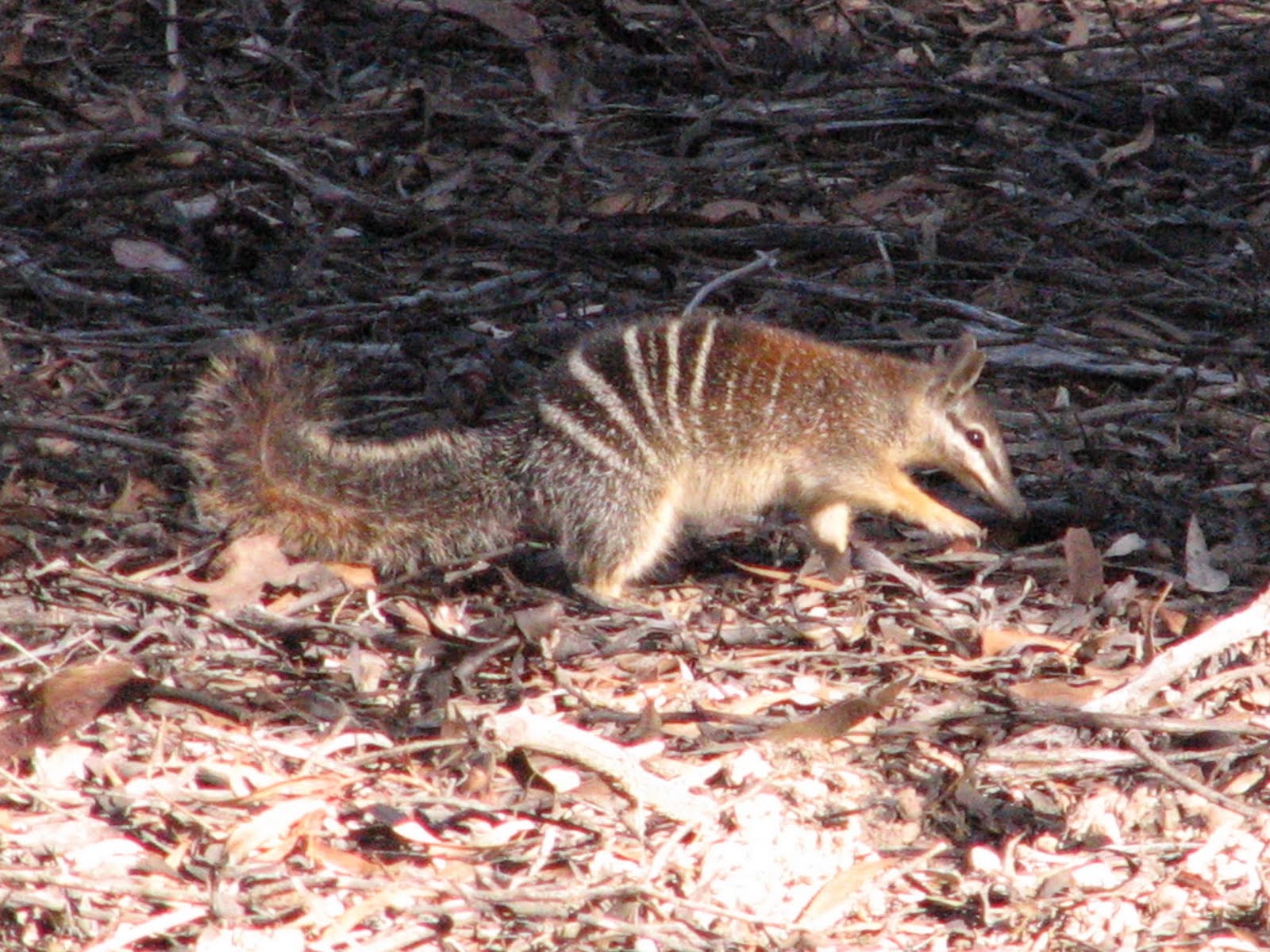 A numbat foraging on the forest floor, showcasing its distinctive banded back and pointed snout