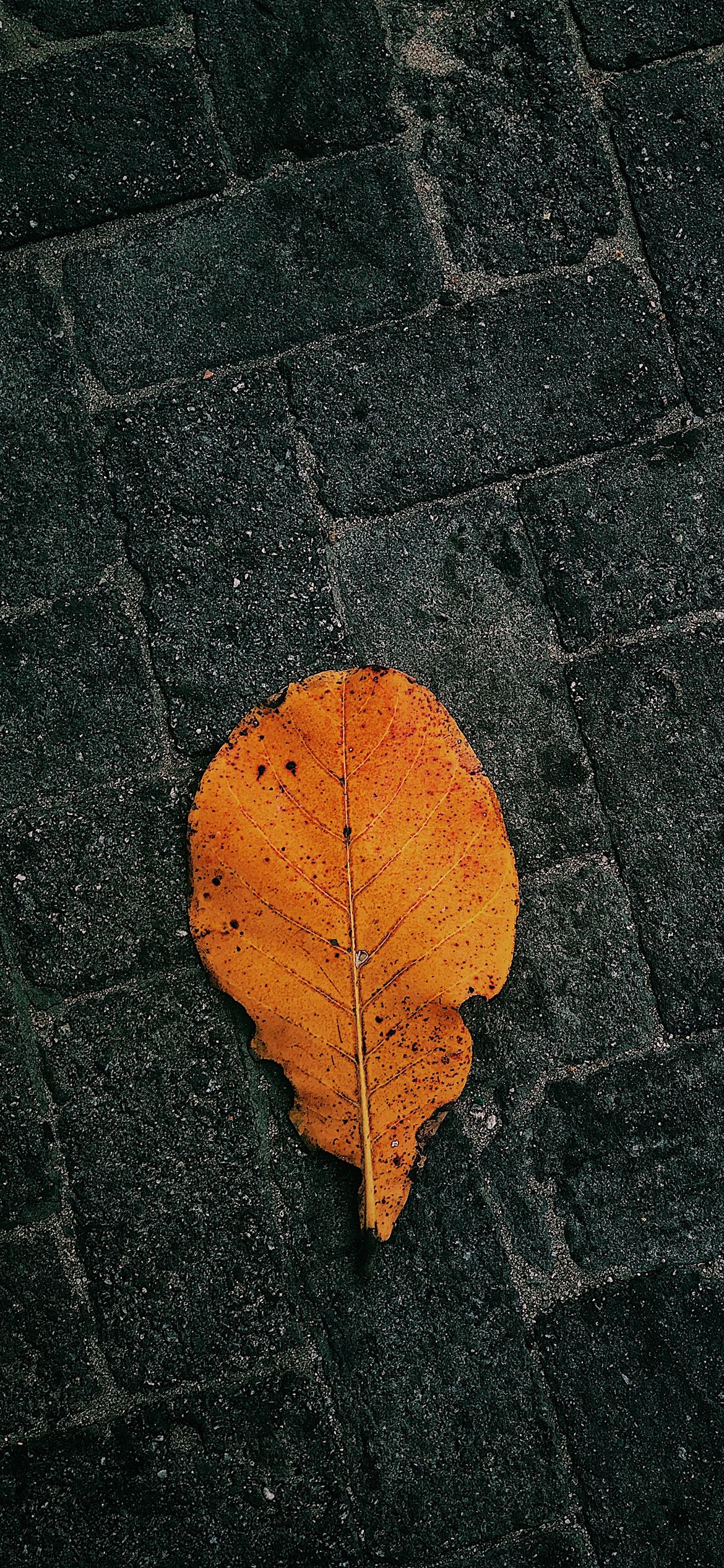 Home Screen Wallpaper