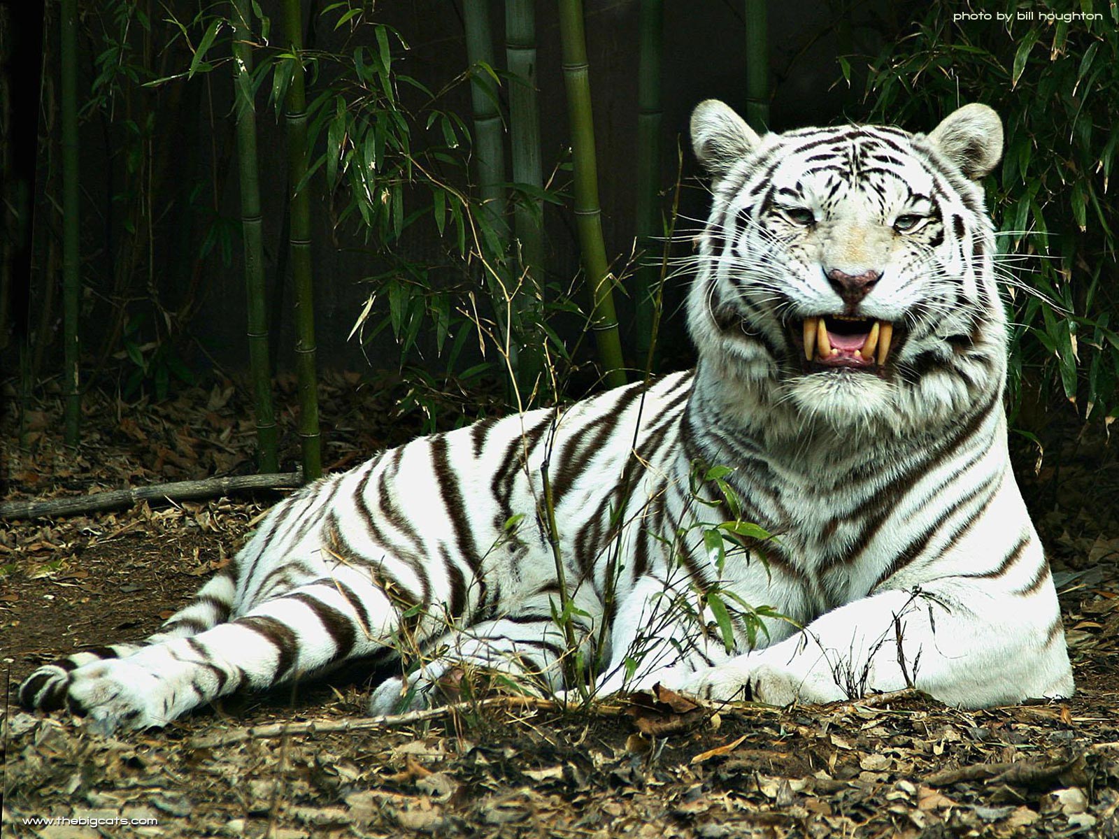 Animals Zoo Park White Tiger Wallpapers for Desktop Free