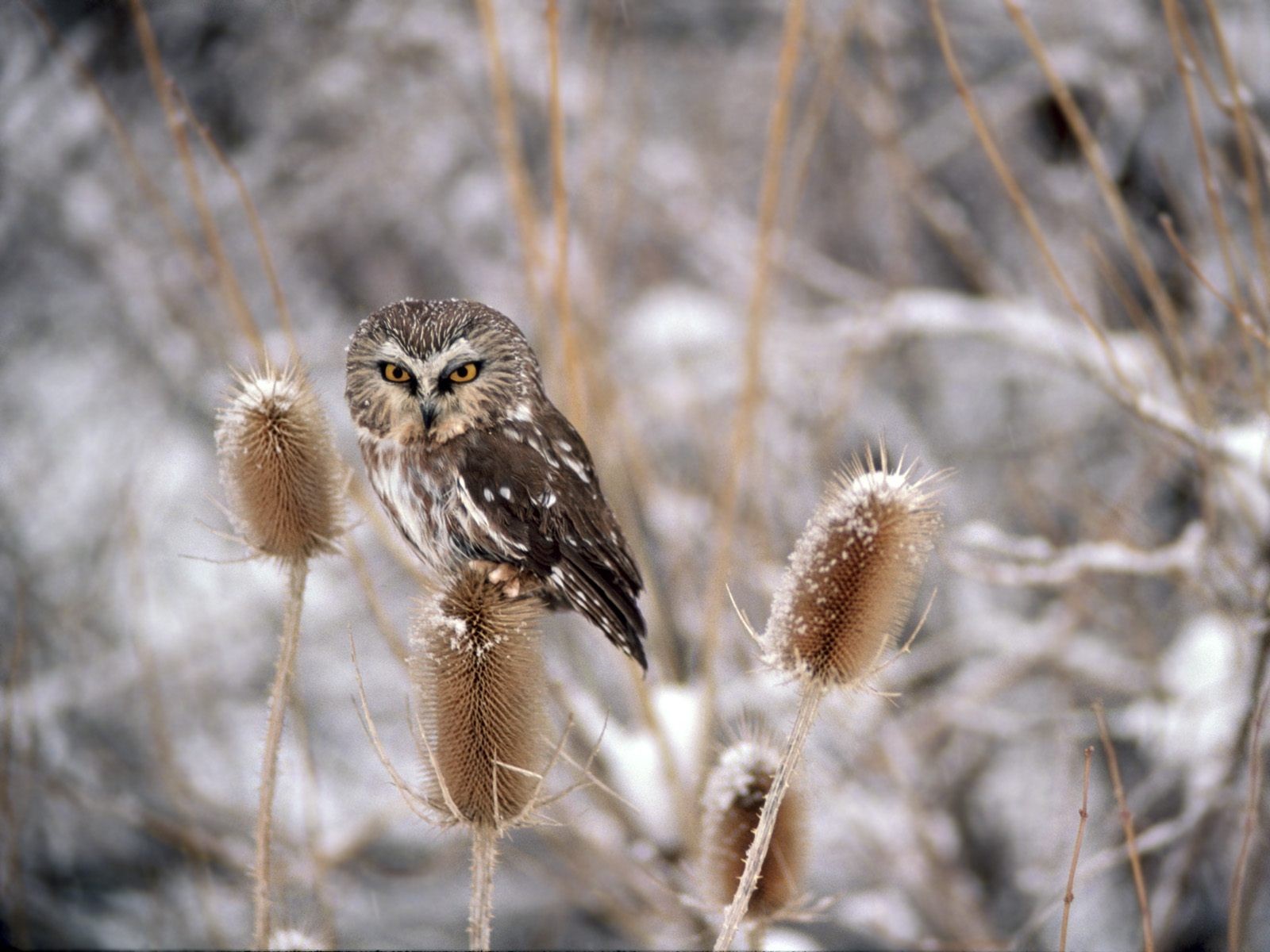 Owl Birl HD Desktop Wallpaper New