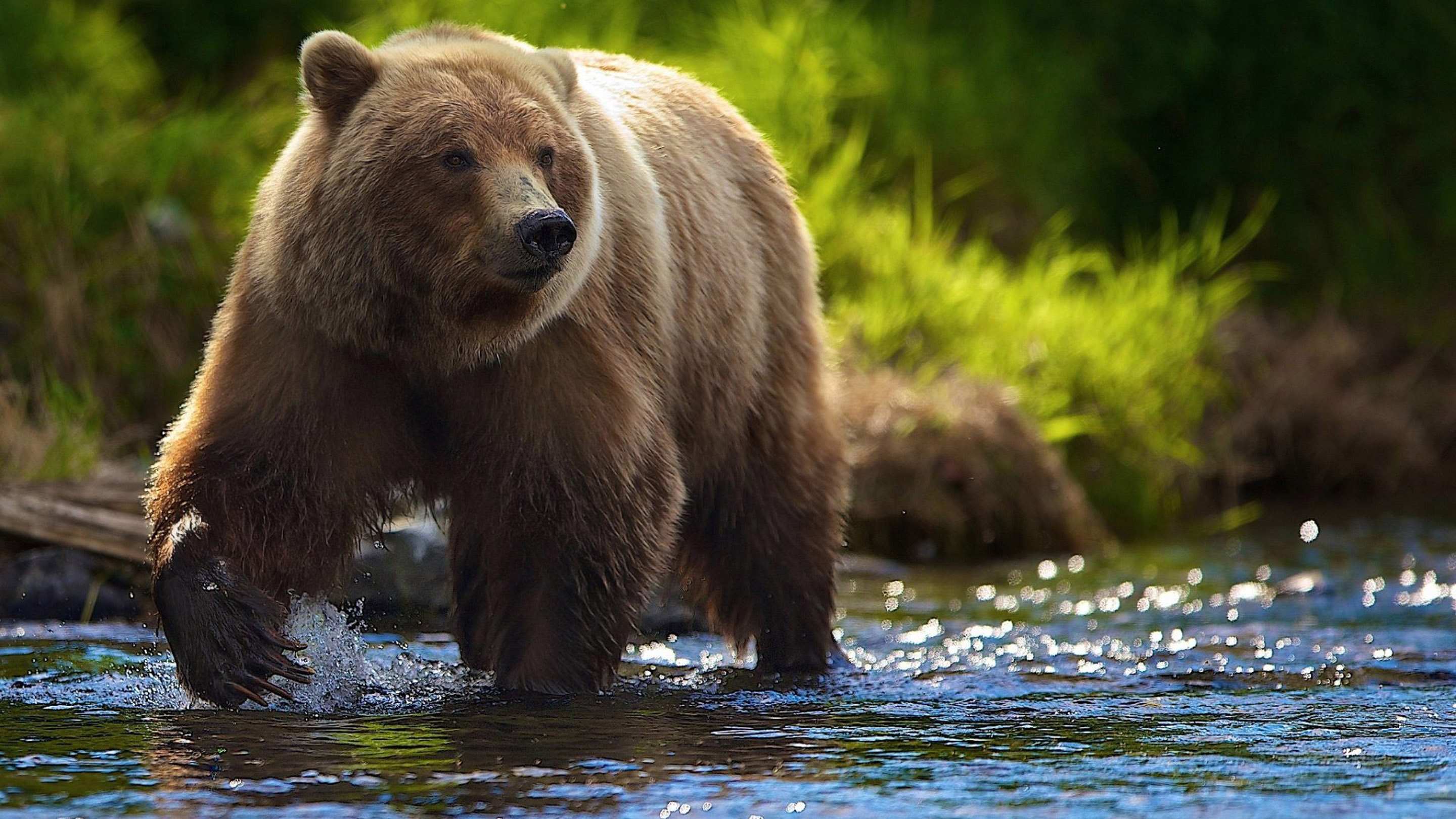 Brown Bear River In Search Of Food HD Wallpaper
