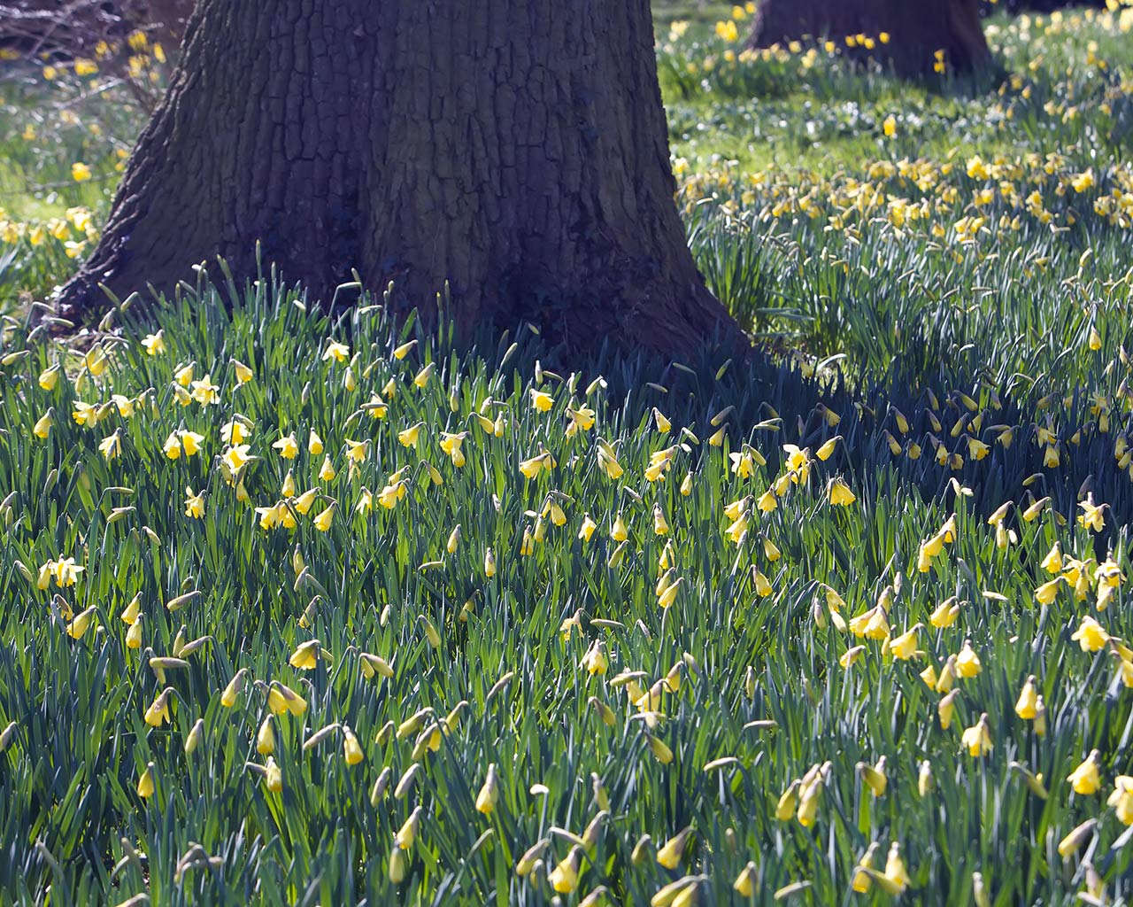 Desktop Background Of A Meadow Woodland Daffodils Spring At