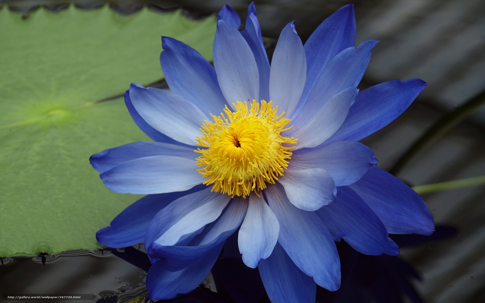 Wallpaper Water Lily Lotus Blue Desktop
