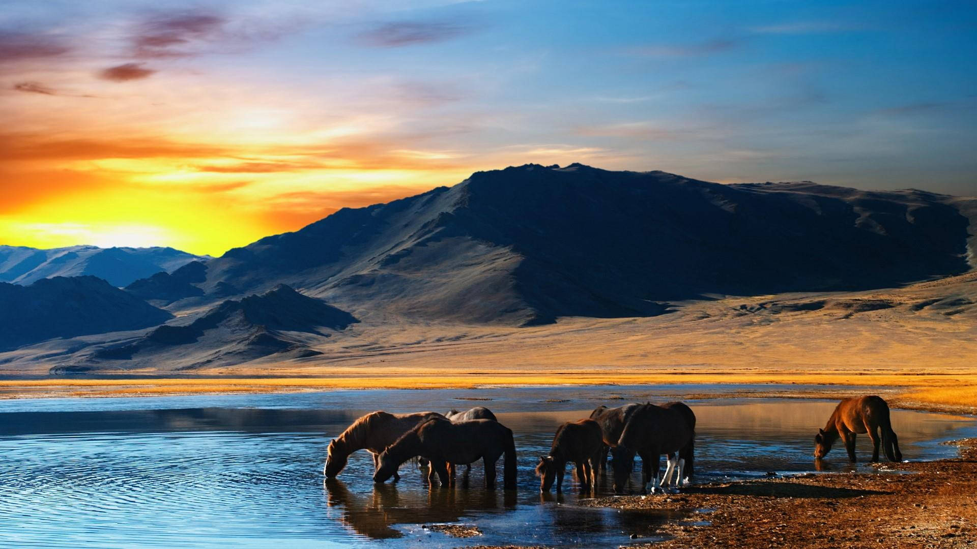 Mongolia S Horses In The Wild 309w9kved5swcjek Wallpaper