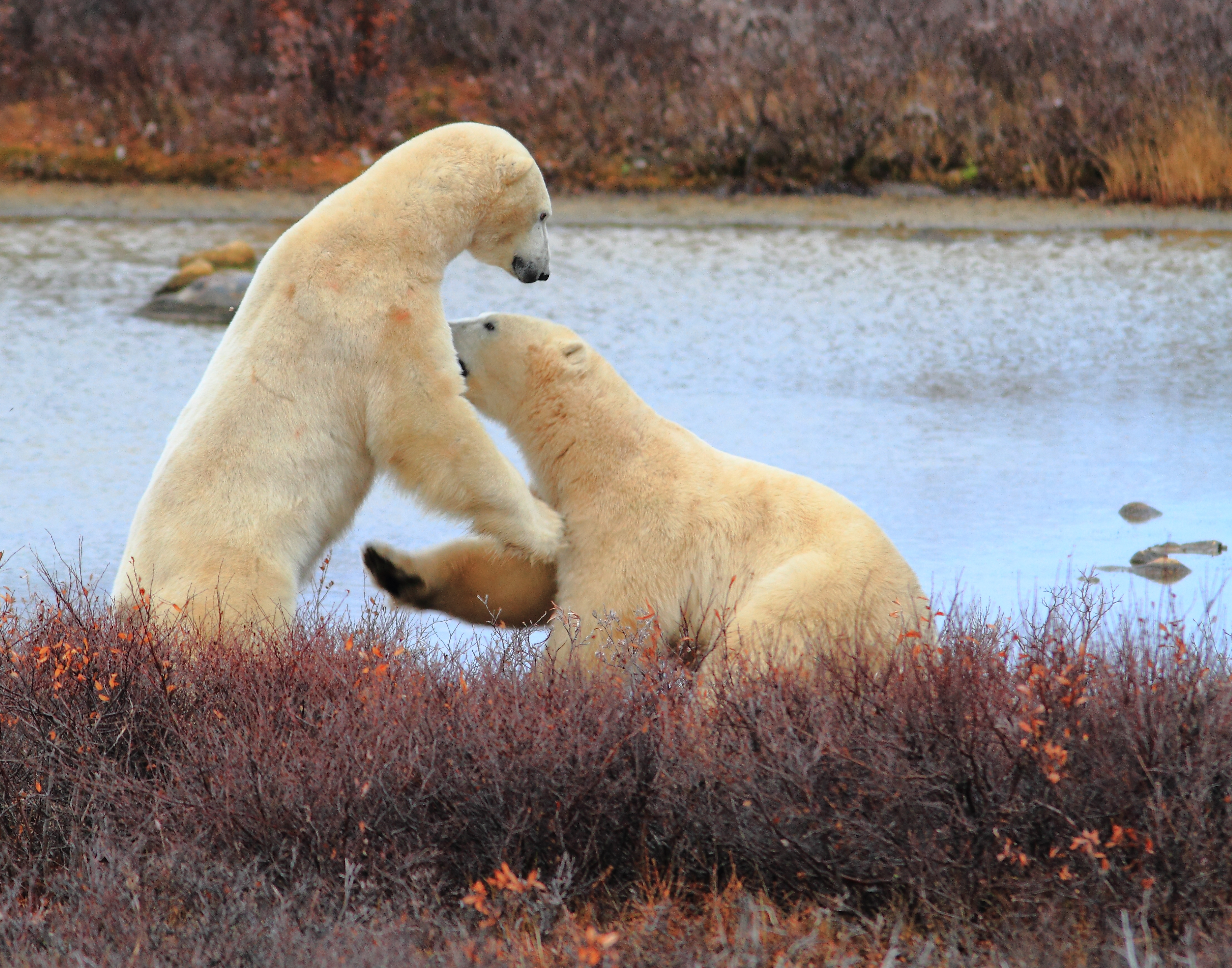 Churchills Polar Bears In Canada Bing Wallpaper Pictures