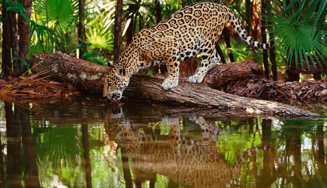 Wallpaper Background Thirsty Jaguar Definition