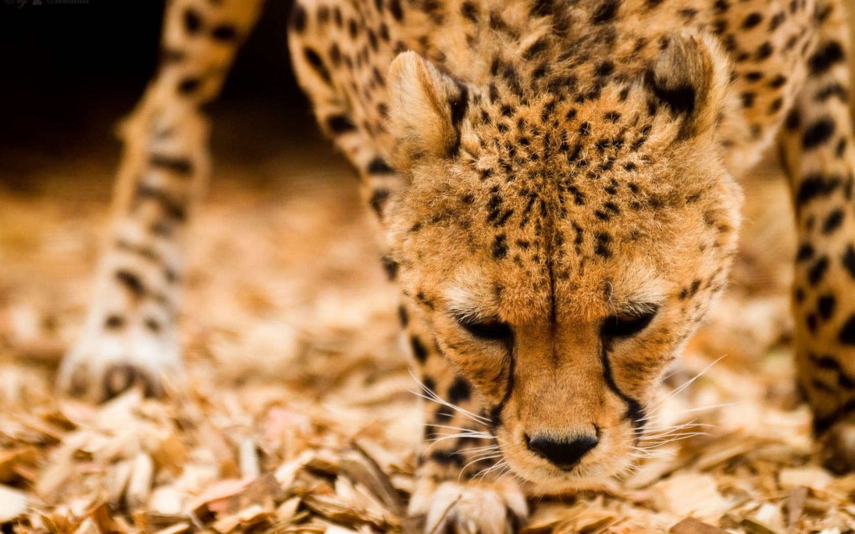 Cheetah Snout X Close