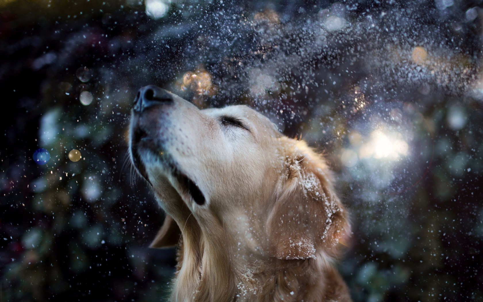 Dog Winter Close Up Snow Mood Photographer Wallpaper