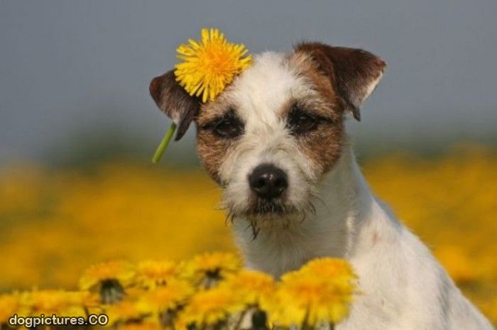 Flower Puppy Dog Pictures