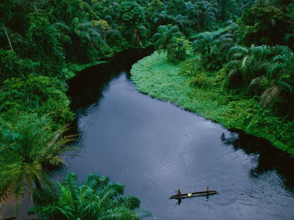 Habitats Tropical Rain Forest Pictures Wallpaper