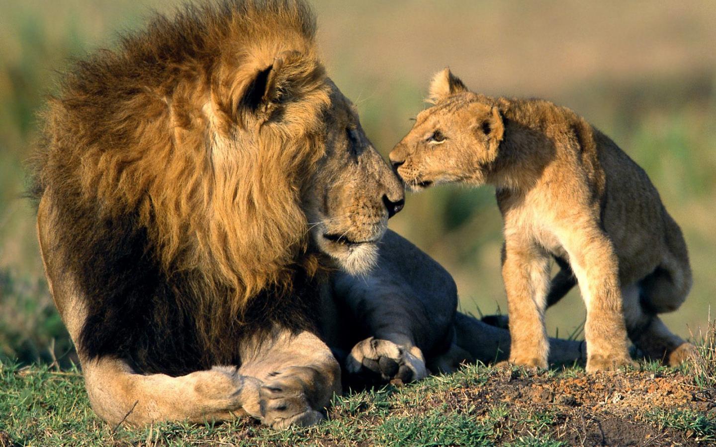 Animal Lions Lion Cub Pictures Photos Photo Animals