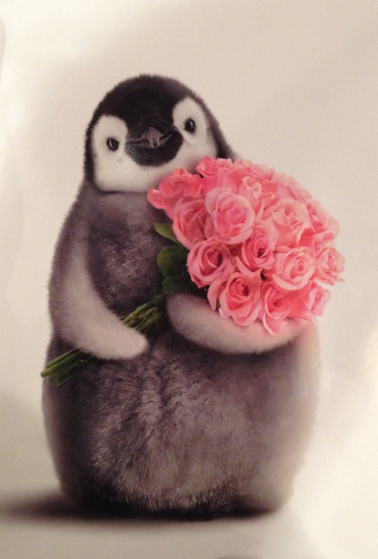 Details about Penguin With Flower Bouquet Funny Valentines Day
