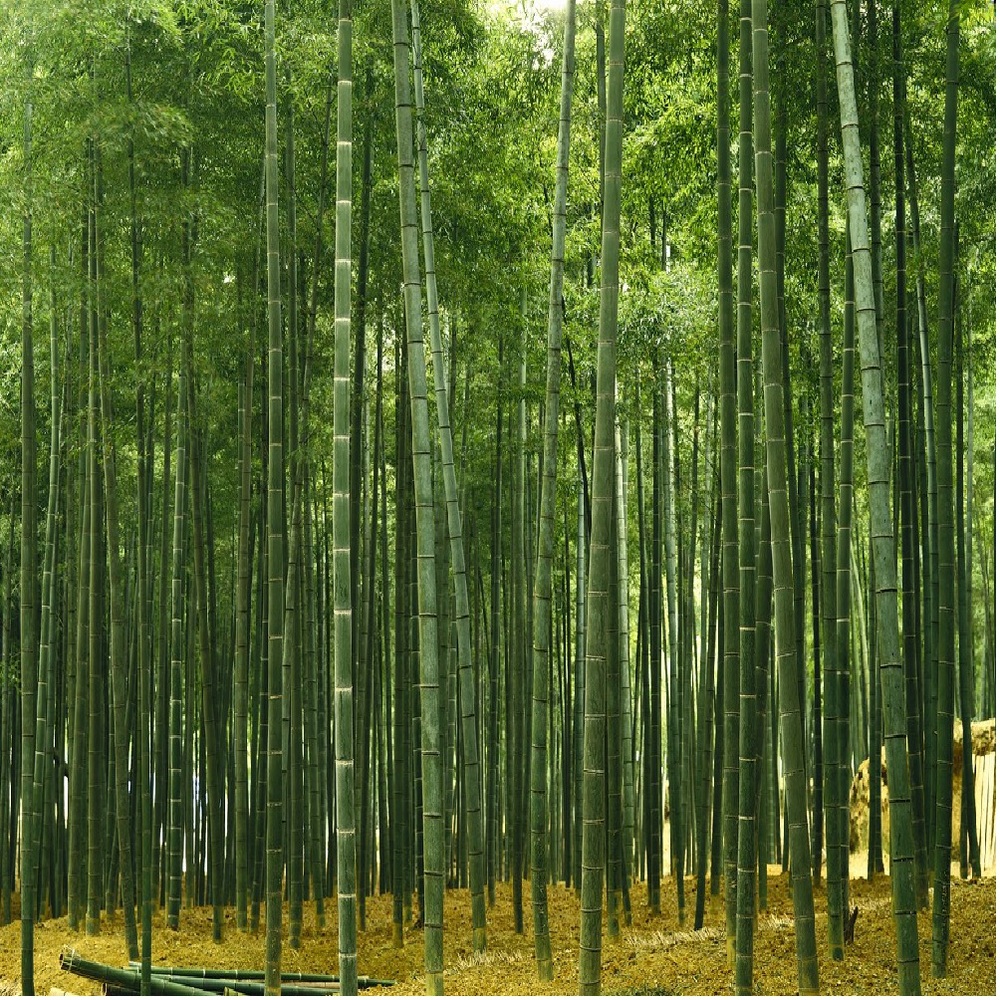 And Is Bamboo Design Of Wallpaper Scenery