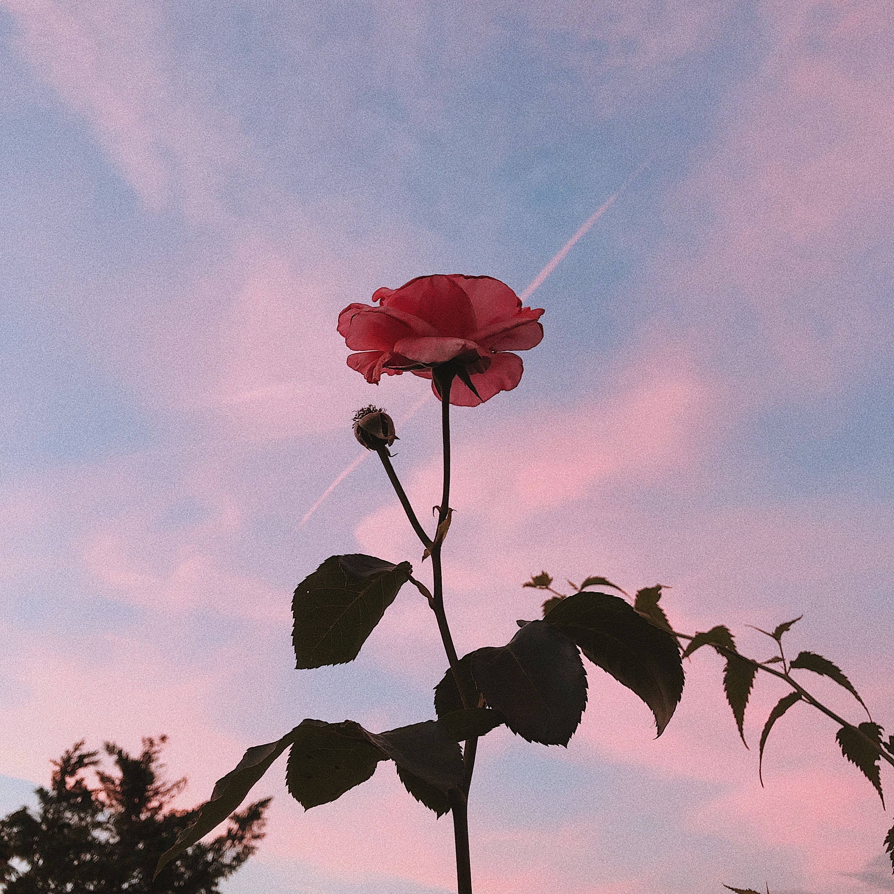 Camellia Wallpaper
