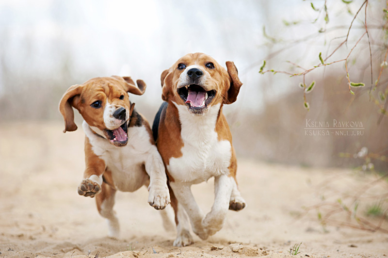 Funny Beagles By Ksuksa Raykova