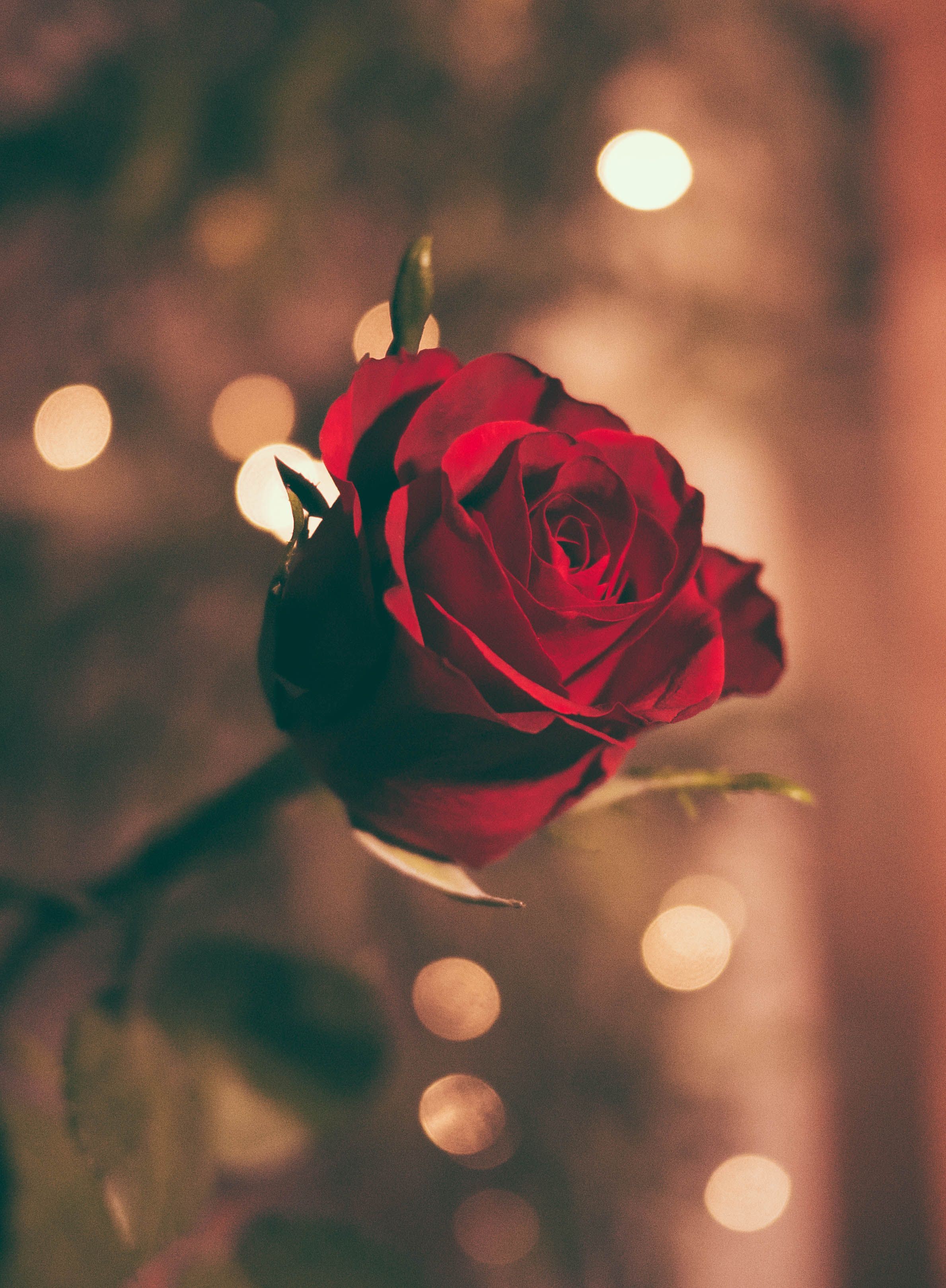 Should You Apply To Be On The Bachelor Rose Image