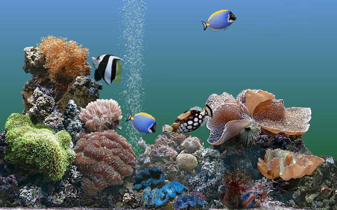 Aquarium Live Wallpaper Android Apps Und Tests Androidpit