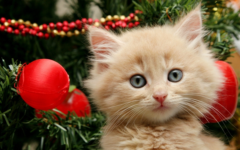 Christmas Kittens Tree Wallpaper