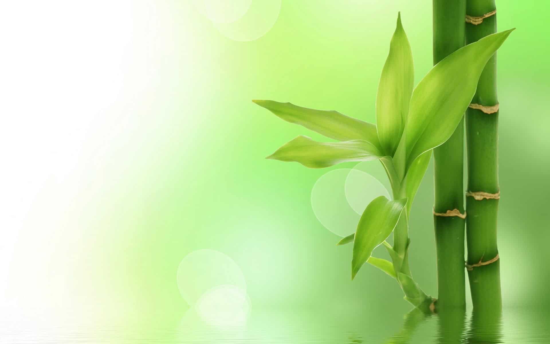 HD Bamboo Wallpaper