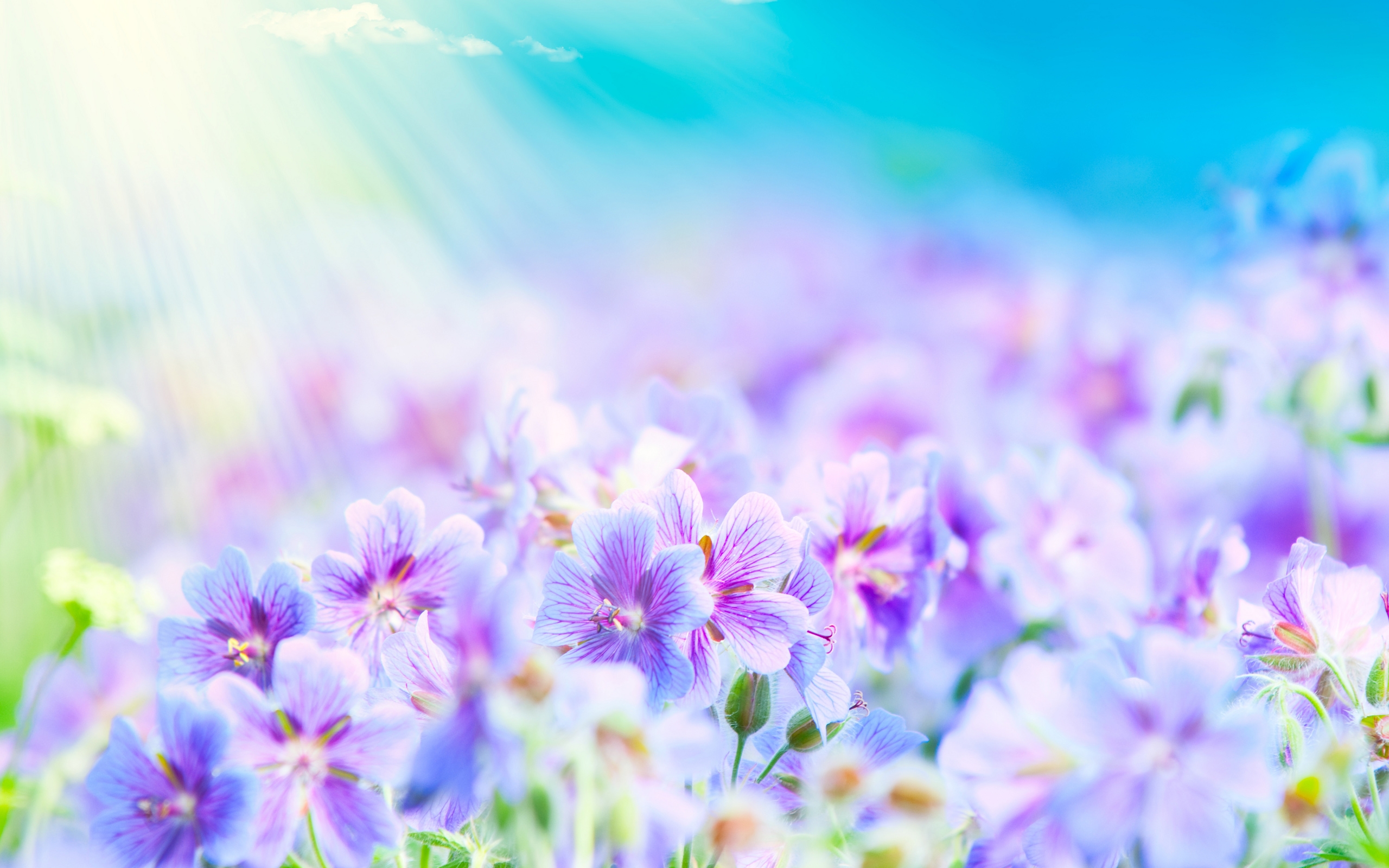 HD Wallpaper Biz Flower Summer Htm