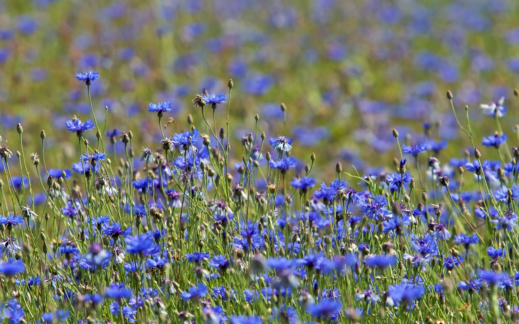 Desktop Wallpaper Of A Blue Cornflower Meadow At Naturescape