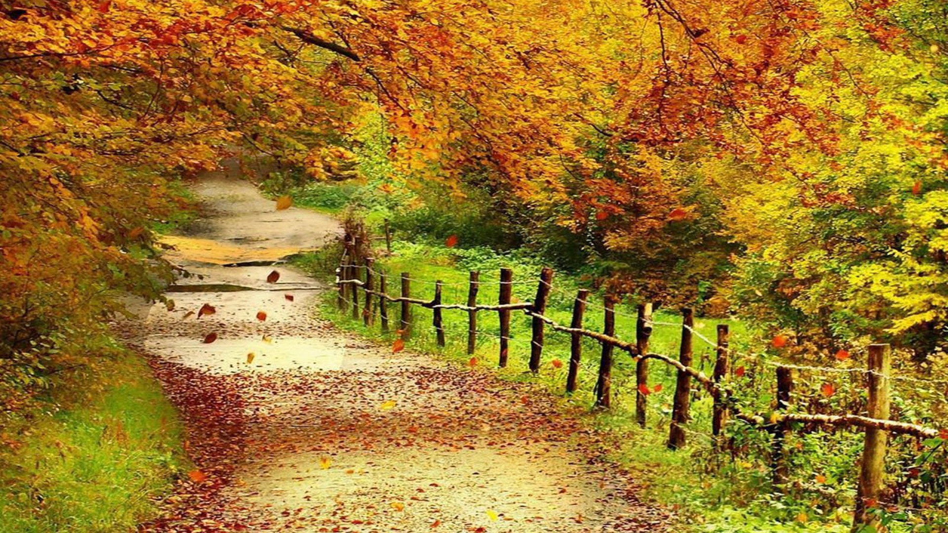 Beautiful Autumn Scenery Wallpaper Full HD Wallpaper13