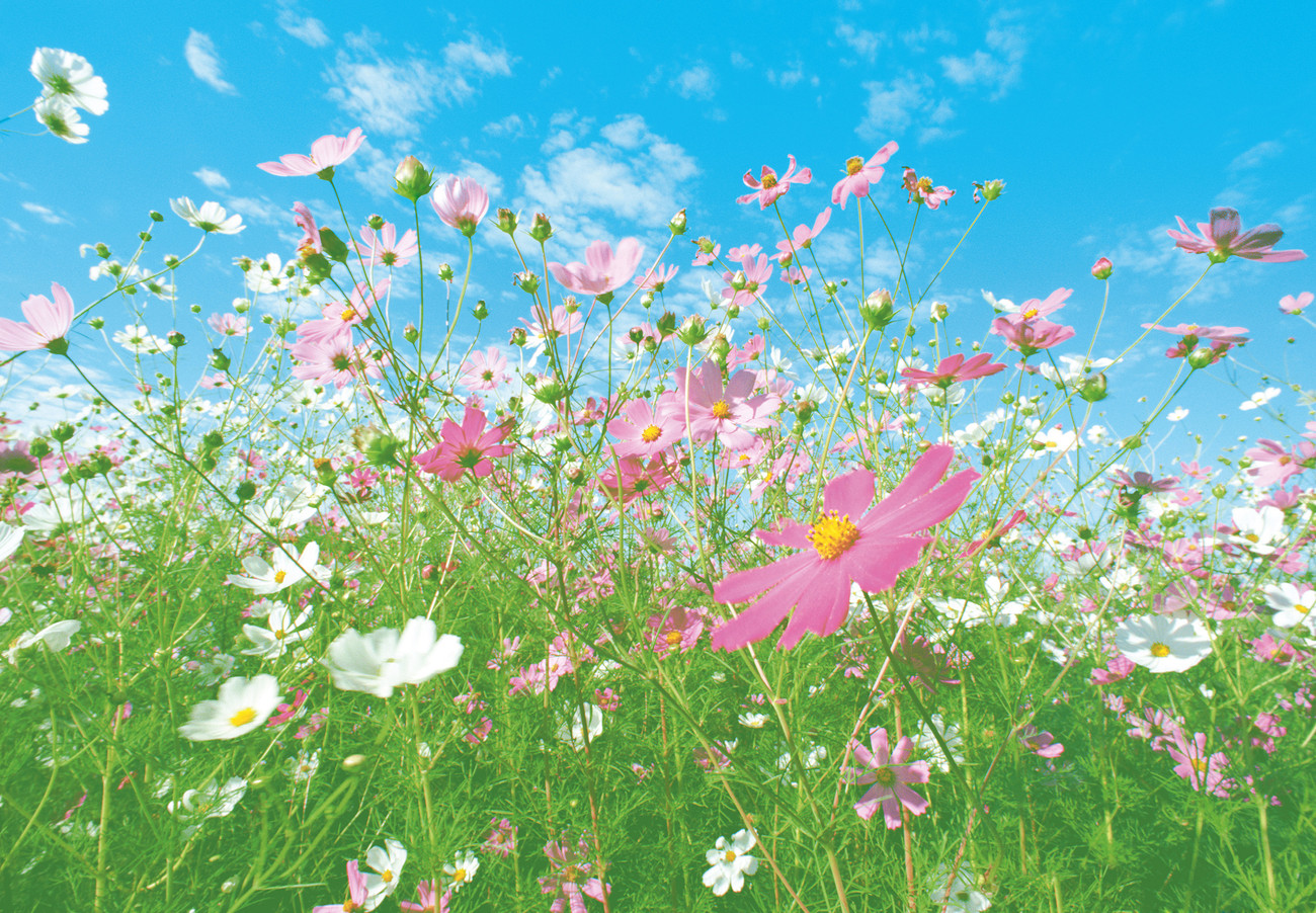 FLOWER MEADOW Wallpaper Sold at EuroPosters