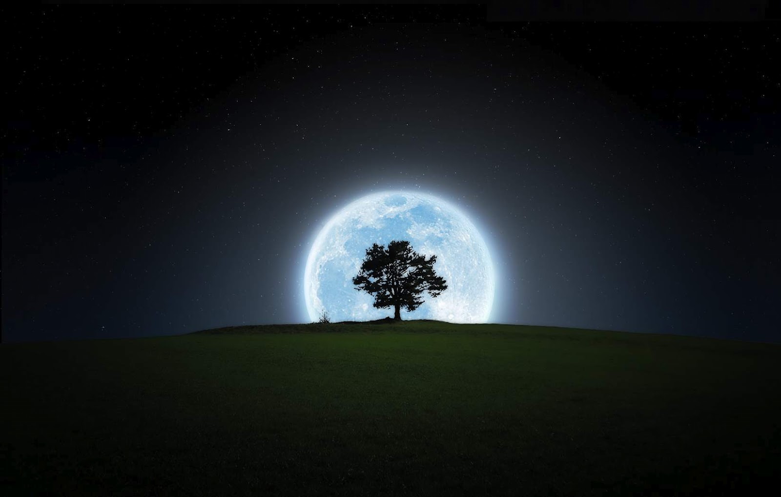 🔥 Download Black And White Wallpaper Full Moon Tree by @denisewhitney