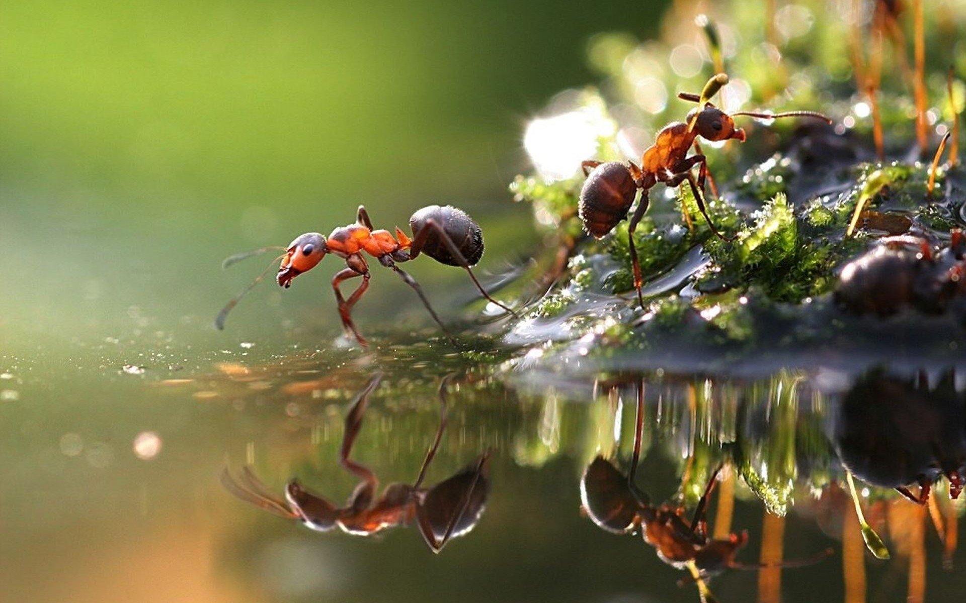 Ant HD Wallpaper Background Image